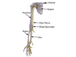 Posterior Compartment of the Arm-converted.pptx