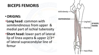 Caput Commune Posterior compartment of Thigh.pdf pa of thigh | PDF