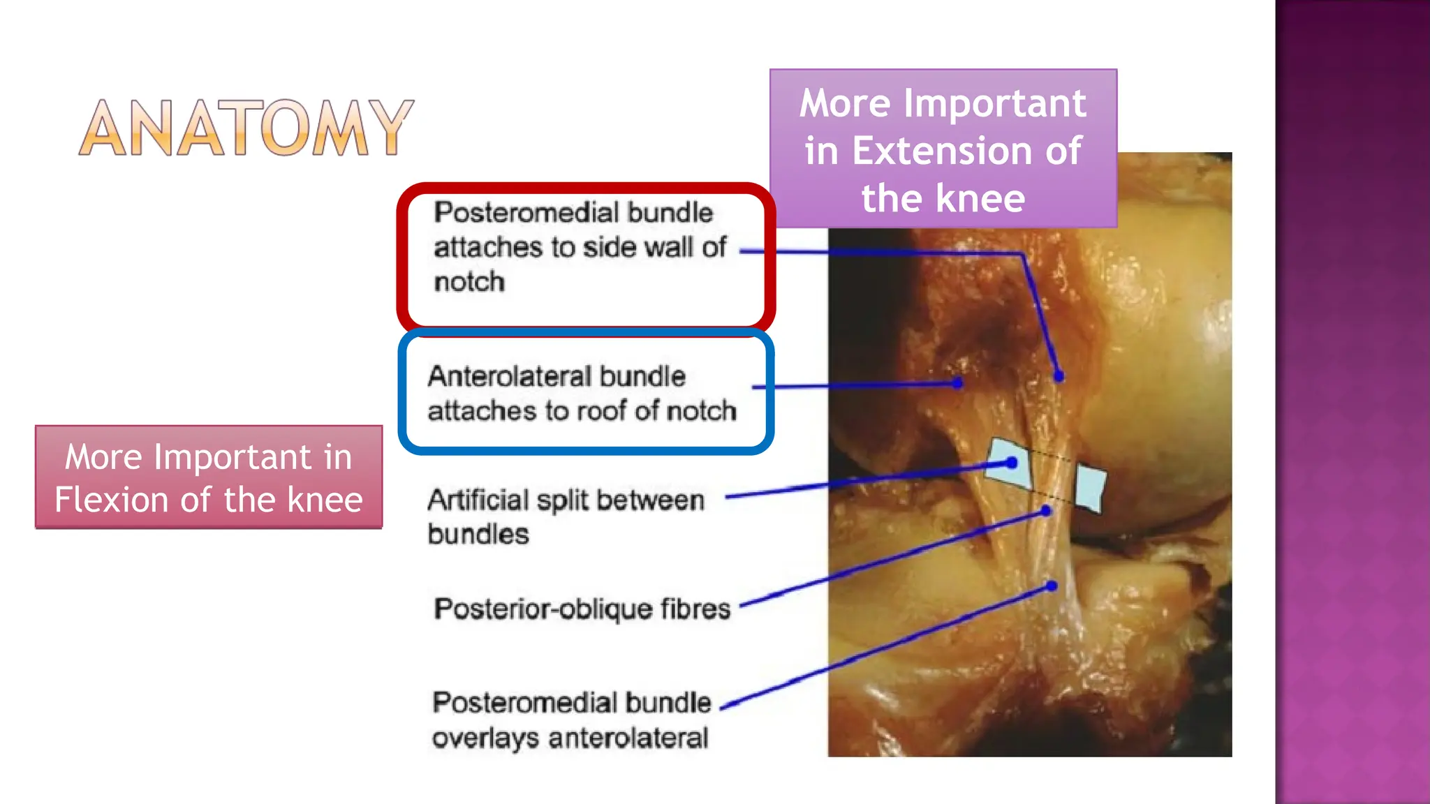Pcl Injuries posterior cruciate ligament injury.ppt. . | PPT