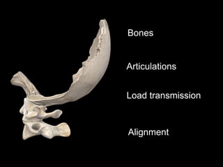 Applied surgical anatomy of the craniovertebral spine | PPTX