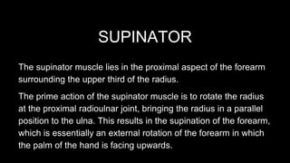 Posterior Forearm | PPTX