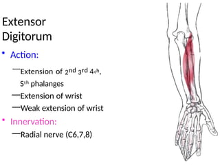 posterior forearm muscle ppt_120106.pptx
