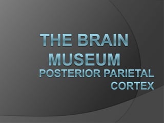 The brain museum Posterior Parietal cortex 