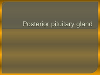 Posterior pituitary gland 