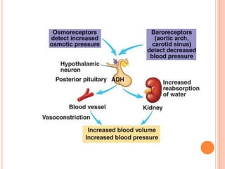 Tp Flag POSTERIOR PITUITARY GLAND.pptx