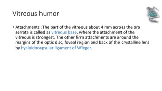 Vitreous humor
• Attachments :The part of the vitreous about 4 mm across the ora
serrata is called as vitreous base, where the attachment of the
vitreous is strongest. The other firm attachments are around the
margins of the optic disc, foveal region and back of the crystalline lens
by hyaloidocapsular ligament of Wieger.
 