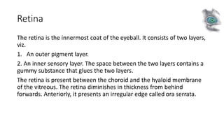 Retina
The retina is the innermost coat of the eyeball. It consists of two layers,
viz.
1. An outer pigment layer.
2. An inner sensory layer. The space between the two layers contains a
gummy substance that glues the two layers.
The retina is present between the choroid and the hyaloid membrane
of the vitreous. The retina diminishes in thickness from behind
forwards. Anteriorly, it presents an irregular edge called ora serrata.
 