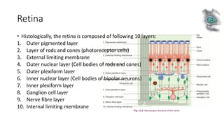 Retina
• Histologically, the retina is composed of following 10 layers:
1. Outer pigmented layer
2. Layer of rods and cones (photoreceptor cells)
3. External limiting membrane
4. Outer nuclear layer (Cell bodies of rods and cones)
5. Outer plexiform layer
6. Inner nuclear layer (Cell bodies of bipolar neurons)
7. Inner plexiform layer
8. Ganglion cell layer
9. Nerve fibre layer
10. Internal limiting membrane
 