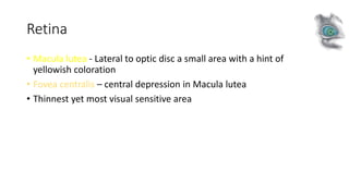 Retina
• Macula lutea - Lateral to optic disc a small area with a hint of
yellowish coloration
• Fovea centralis – central depression in Macula lutea
• Thinnest yet most visual sensitive area
 