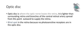 Optic disc
• Optic disc is where the optic nerve leaves the retina. It is lighter than
surrounding retina and branches of the central retinal artery spread
from this point outward to supply the retina.
• Blind spot in the retina because no photosensitive receptors are in
the optic disc.
 