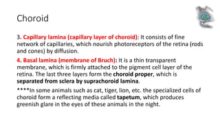 Choroid
3. Capillary lamina (capillary layer of choroid): It consists of fine
network of capillaries, which nourish photoreceptors of the retina (rods
and cones) by diffusion.
4. Basal lamina (membrane of Bruch): It is a thin transparent
membrane, which is firmly attached to the pigment cell layer of the
retina. The last three layers form the choroid proper, which is
separated from sclera by suprachoroid lamina.
****In some animals such as cat, tiger, lion, etc. the specialized cells of
choroid form a reflecting media called tapetum, which produces
greenish glare in the eyes of these animals in the night.
 