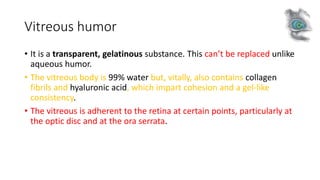 Vitreous humor
• It is a transparent, gelatinous substance. This can’t be replaced unlike
aqueous humor.
• The vitreous body is 99% water but, vitally, also contains collagen
fibrils and hyaluronic acid, which impart cohesion and a gel-like
consistency.
• The vitreous is adherent to the retina at certain points, particularly at
the optic disc and at the ora serrata.
 