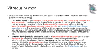 Vitreous humor
• The vitreous body can be divided into two parts: the cortex and the medulla or nucleus
(the main vitreous body)
1. Cortical vitreous: It lies adjacent to the retina posteriorly and ciliary body, zonules and
lens anteriorly. The density of collagen fibrils is greater in this peripheral part. The
condensation of these fibrils form a false anatomic membrane which is called as
anterior hyaloid membrane anterior to ora serrata and posterior hyaloid membrane
posterior to ora. The attachment of the anterior hyaloid membrane to the posterior
lens surface is firm in young and weak in elders, whereas, posterior hyaloid membrane
remains loosely attached to the internal limiting membrane of the retina throughout
life.
2. Vitreous body (medulla or nucleus): It has a less dense fibrillar structure and is a true
biological gel. It is here where liquefactions of the vitreous gel start first.
Microscopically, the vitreous body is homogenous, but exhibits wavy lines as of
watered silk in the slit-lamp beams. Running down the centre of the vitreous body
from the optic disc to the posterior pole of the lens is the hyaloid canal (Cloquet’s
canal) of doubtful existence in adults. Down this canal ran the hyaloid artery of the
foetus.
 