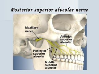 Posterior superior alveolar nervePosterior superior alveolar nerve
 