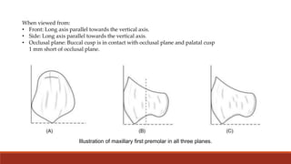 When viewed from:
• Front: Long axis parallel towards the vertical axis.
• Side: Long axis parallel towards the vertical axis.
• Occlusal plane: Buccal cusp is in contact with occlusal plane and palatal cusp
1 mm short of occlusal plane.
Illustration of maxillary first premolar in all three planes.
 