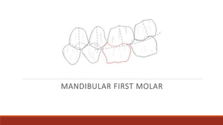 MANDIBULAR FIRST MOLAR
 