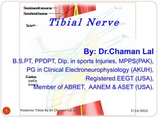 Tibial Nerve
By: Dr.Chaman Lal
B.S.PT, PPDPT, Dip. in sports Injuries, MPPS(PAK),
PG in Clinical Electroneurophysiology (AKUH),
Registered.EEGT (USA),
Member of ABRET, AANEM & ASET (USA).
1 7/14/2022
Posterior Tibial By Dr Chaman Lal (CK)
 