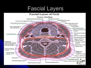 Fascial Layers 