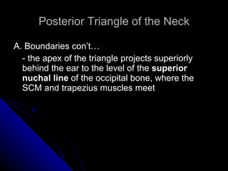 Posterior Triangle of the Neck A. Boundaries con’t… - the apex of the triangle projects superiorly behind the ear to the level of the  superior nuchal line  of the occipital bone, where the SCM and trapezius muscles meet 