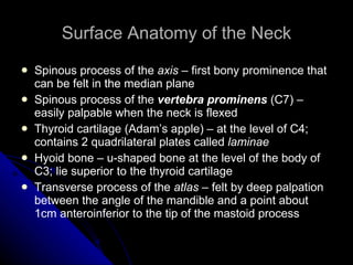 Surface Anatomy of the Neck Spinous process of the  axis  – first bony prominence that can be felt in the median plane Spinous process of the  vertebra prominens  (C7) – easily palpable when the neck is flexed Thyroid cartilage (Adam’s apple) – at the level of C4; contains 2 quadrilateral plates called  laminae   Hyoid bone – u-shaped bone at the level of the body of C3; lie superior to the thyroid cartilage Transverse process of the  atlas  – felt by deep palpation between the angle of the mandible and a point about 1cm anteroinferior to the tip of the mastoid process 