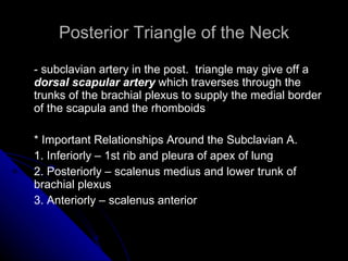 Posterior Triangle of the Neck - subclavian artery in the post.  triangle may give off a  dorsal scapular artery  which traverses through the trunks of the brachial plexus to supply the medial border of the scapula and the rhomboids * Important Relationships Around the Subclavian A. 1. Inferiorly – 1st rib and pleura of apex of lung 2. Posteriorly – scalenus medius and lower trunk of brachial plexus 3. Anteriorly – scalenus anterior 