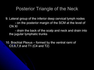 Posterior Triangle of the Neck 9. Lateral group of the inferior deep cervical lymph nodes - on the posterior margin of the SCM at the level of CN XI - drain the back of the scalp and neck and drain into the jugular lymphatic trunks 10. Brachial Plexus – formed by the ventral rami of C5,6,7,8 and T1 (C4 and T2) 
