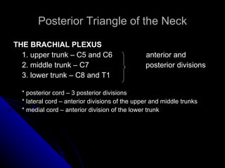 Posterior Triangle of the Neck THE BRACHIAL PLEXUS 1. upper trunk – C5 and C6  anterior and  2. middle trunk – C7  posterior divisions 3. lower trunk – C8 and T1 * posterior cord – 3 posterior divisions * lateral cord – anterior divisions of the upper and middle trunks * medial cord – anterior division of the lower trunk 