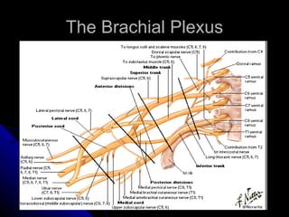 The Brachial Plexus 