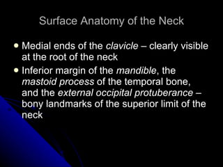 Surface Anatomy of the Neck Medial ends of the  clavicle  – clearly visible at the root of the neck Inferior margin of the  mandible , the  mastoid process  of the temporal bone, and the  external occipital protuberance  – bony landmarks of the superior limit of the neck 