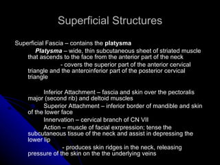 Superficial Structures Superficial Fascia – contains the  platysma Platysma  – wide, thin subcutaneous sheet of striated muscle that ascends to the face from the anterior part of the neck   - covers the superior part of the anterior cervical triangle and the anteroinferior part of the posterior cervical triangle       Inferior Attachment – fascia and skin over the pectoralis major (second rib) and deltoid muscles     Superior Attachment – inferior border of mandible and skin of the lower face   Innervation – cervical branch of CN VII   Action – muscle of facial exrpression; tense the subcutaneous tissue of the neck and assist in depressing the lower lip   - produces skin ridges in the neck, releasing pressure of the skin on the the underlying veins 
