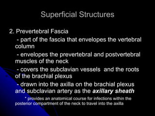 Superficial Structures 2. Prevertebral Fascia    - part of the fascia that envelopes the vertebral column   - envelopes the prevertebral and postvertebral muscles of the neck   - covers the subclavian vessels  and the roots of the brachial plexus    - drawn into the axilla on the brachial plexus and subclavian artery as the  axillary sheath * provides an anatomical course for infections within the posterior compartment of the neck to travel into the axilla 
