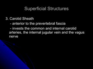 Superficial Structures 3. Carotid Sheath   - anterior to the prevertebral fascia   - invests the common and internal carotid arteries, the internal jugular vein and the vagus nerve   