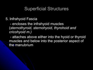Superficial Structures 5. Infrahyoid Fascia   - encloses the infrahyoid muscles ( sternothyroid, sternohyoid, thyrohoid and cricohyoid m.)   -  attaches above either into the hyoid or thyroid muscles and below into the posterior aspect of the manubrium 