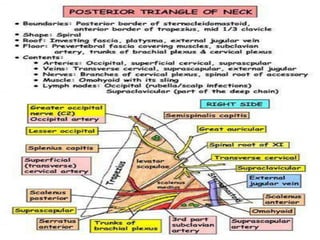 Posterior triangle of neck | PPT