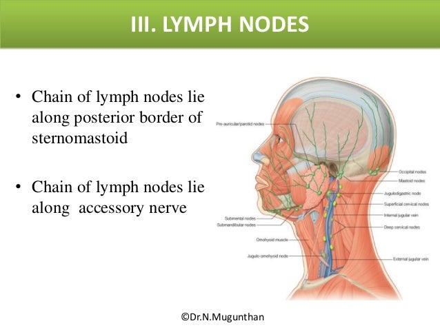 Posterior Triangle Of Neck Powerpoint Lecture Notes By Dr N Mugunth Posterior Triangle Of Neck Powerpoint Lecture Notes By Dr N Mugunth
