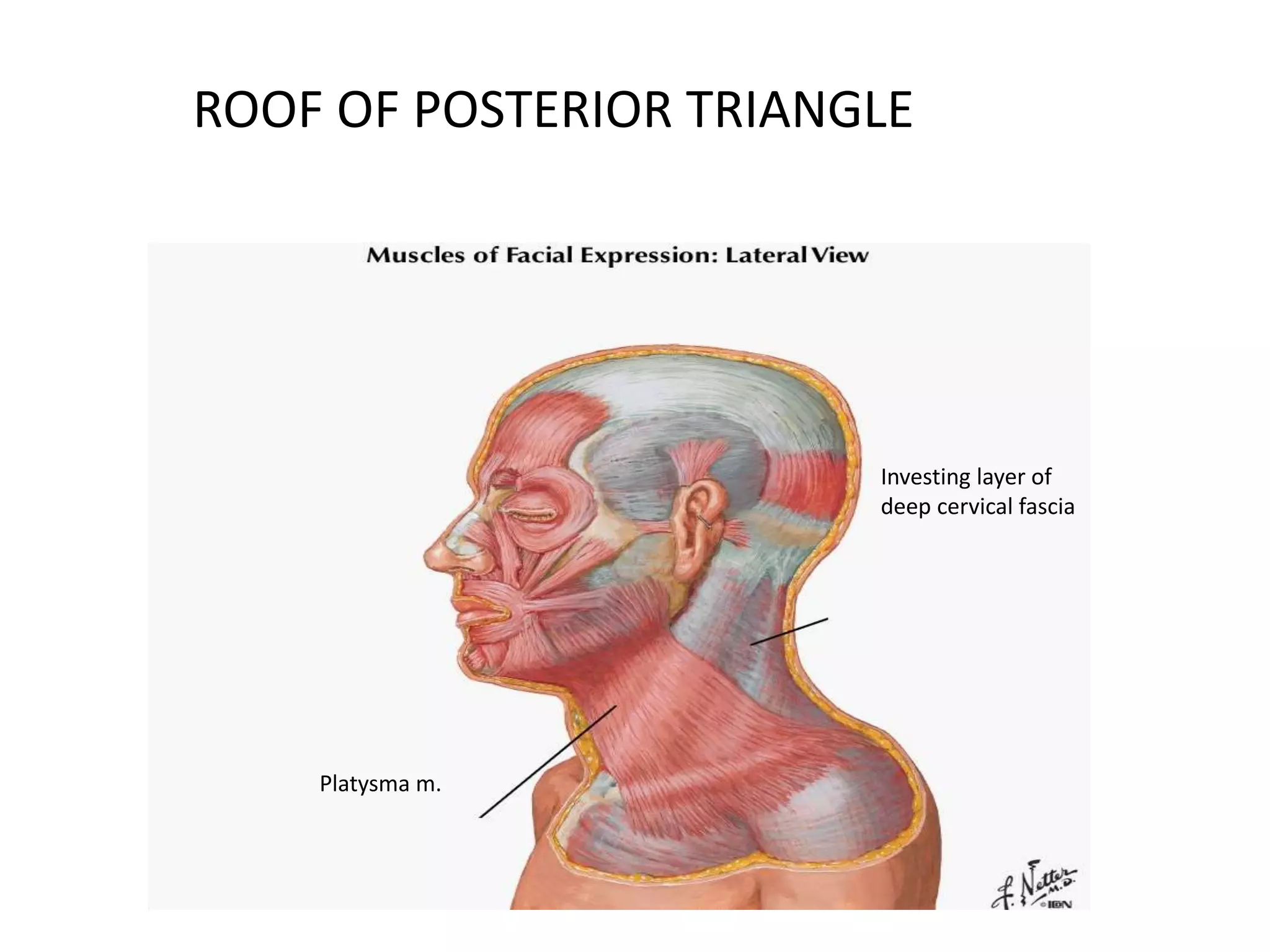 Redge Muscle Posterior triangle of the neck | PPTX