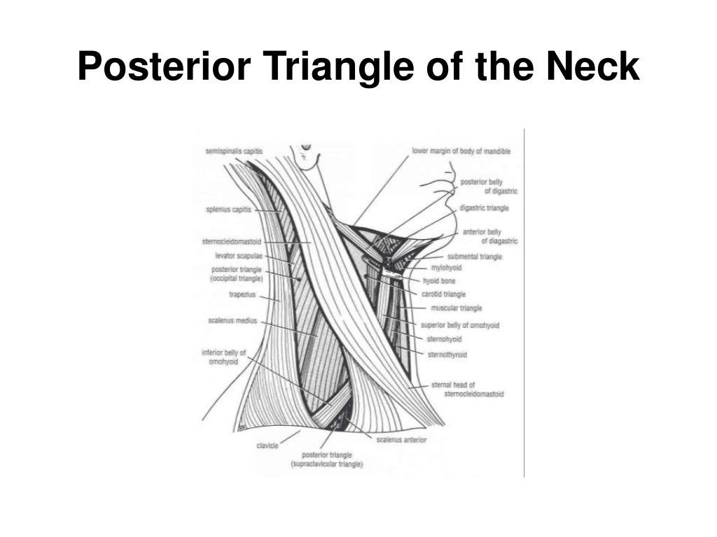 Posterior triangle of the neck