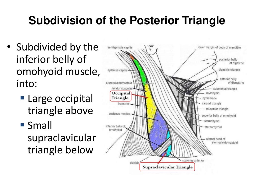 Posterior triangle of the neck