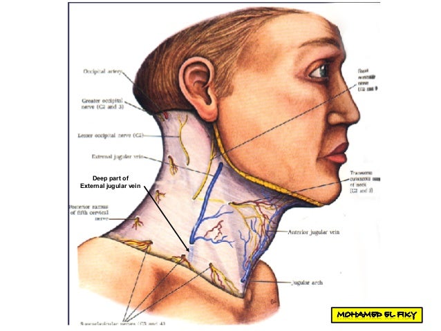 Posterior triangle of the neck