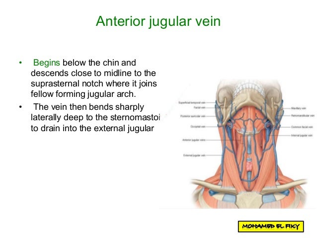 Posterior Triangle Of The Neck