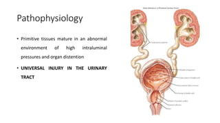 Pathophysiology
• Primitive tissues mature in an abnormal
environment of high intraluminal
pressures and organ distention
• UNIVERSAL INJURY IN THE URINARY
TRACT
 