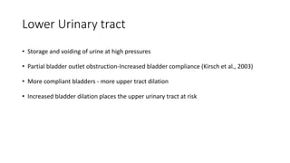 Lower Urinary tract
• Storage and voiding of urine at high pressures
• Partial bladder outlet obstruction-Increased bladder compliance (Kirsch et al., 2003)
• More compliant bladders - more upper tract dilation
• Increased bladder dilation places the upper urinary tract at risk
 