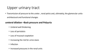 Upper urinary tract
• Transmission of pressure to the ureter , renal pelvis and, ultimately, the glomerular units-
architectural and functional changes
ureteral dilation –Back pressure and Polyuria
• Ureteral wall thickening
• Loss of peristalsis
• Loss of mucosal coaptation
• Increasing the risk for urine stasis
• Infection
• Increased pressures in the renal units
 