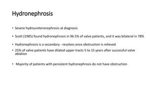 Hydronephrosis
• Severe hydroureteronephrosis at diagnosis
• Scott (1985) found hydronephrosis in 96.5% of valve patients, and it was bilateral in 78%
• Hydronephrosis is a secondary - resolves once obstruction is relieved
• 25% of valve patients have dilated upper tracts 5 to 15 years after successful valve
ablation
• Majority of patients with persistent hydronephrosis do not have obstruction
 