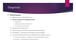 Diagnosis
 Clinical Features
 Maternal signs of oligohydramnios
 Physical stigmata of oligohydramnios
 Potter facies
 Clubfeet and deformed hands, and
 poor abdominal muscle tone.
 Failure pass urine after birth
 Infant may pass urine with weak stream with intermittency
 The bladder is distended and the kidneys may be palpable
 An infant affected by PUV may be affected by comorbidities such as
 Pulmonary hypoplasia – tachypnoea, poor respiratory effort, cyanosis
 Urinomas – neonatal ascites, respiratory distress
 