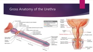 Gross Anatomy of the Urethra
 