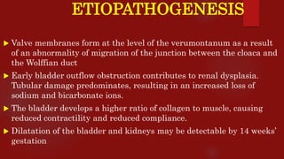 ETIOPATHOGENESIS
 Valve membranes form at the level of the verumontanum as a result
of an abnormality of migration of the junction between the cloaca and
the Wolffian duct
 Early bladder outflow obstruction contributes to renal dysplasia.
Tubular damage predominates, resulting in an increased loss of
sodium and bicarbonate ions.
 The bladder develops a higher ratio of collagen to muscle, causing
reduced contractility and reduced compliance.
 Dilatation of the bladder and kidneys may be detectable by 14 weeks’
gestation
 