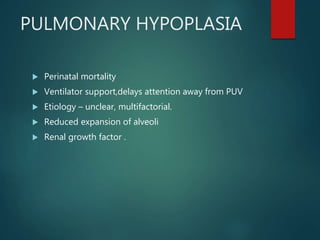 Puv Size POSTERIOR URETERAL VALVES (PUV ) | PPTX
