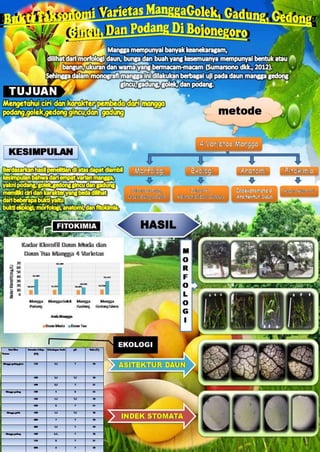 Poster Monografi: Bukti Taksonomi Varietas Mangga Golek, Gadung, Gedong Gincu, dan Podang di Bojonegoro
