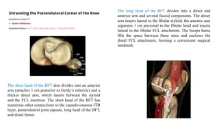 The long head of the BFT divides into a direct and
anterior arm and several fascial components. The direct
arm inserts lateral to the fibular styloid; the anterior arm
separates 1 cm proximal to the fibular head and inserts
lateral to the fibular FCL attachment. The biceps bursa
fills the space between these arms and encloses the
distal FCL attachment, forming a convenient surgical
landmark.
The short head of the BFT also divides into an anterior
arm (attaches 1 cm posterior to Gerdy’s tubercle) and a
thicker direct arm, which inserts between the styloid
and the FCL insertion. The short head of the BFT has
numerous other connections to the capsulo-osseous ITB
layer, posterolateral joint capsule, long head of the BFT,
and distal femur.
 
